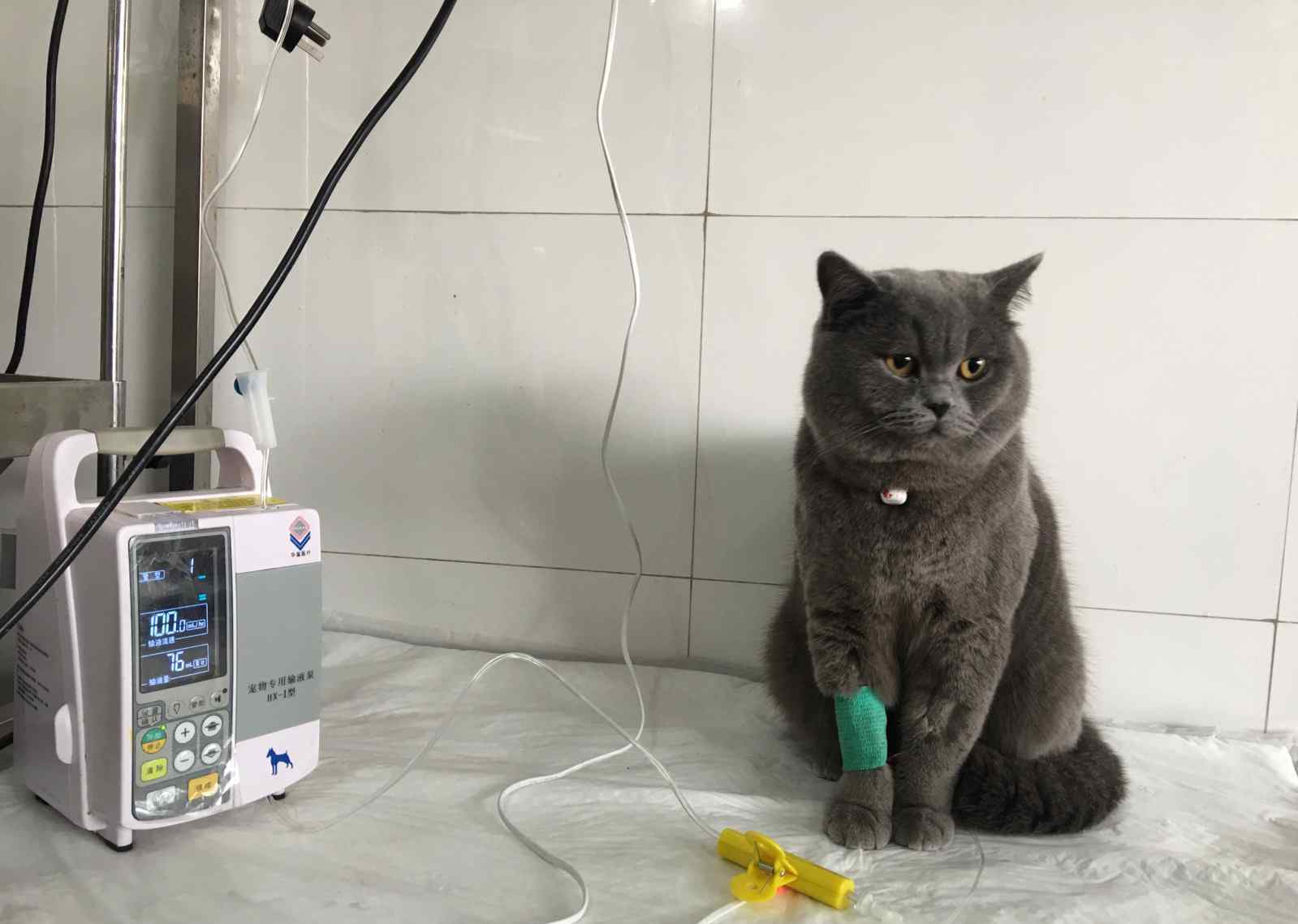 猫咪肠胃炎 从宠物医院对一只猫急性肠胃炎的治疗过程看整个社会的风气！钱确实是个好东西但不能没有底线地追求利益！