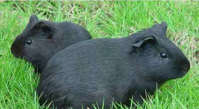 中华黑豚变成养殖业新趋势,愈来愈多的人刚开始饲养