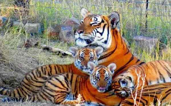 大中型有蹄类食草动物是老虎狮子的关键食材