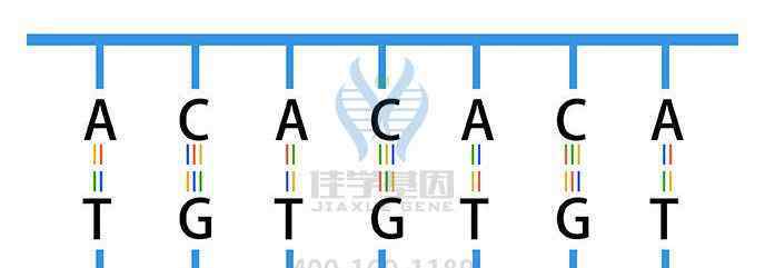 遗传基因编解码