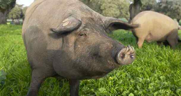 黑毛猪 全球十大顶级高端猪肉，中国冲绳黑毛猪排在第七位！追鹿土猪做高端，但只做高品质！