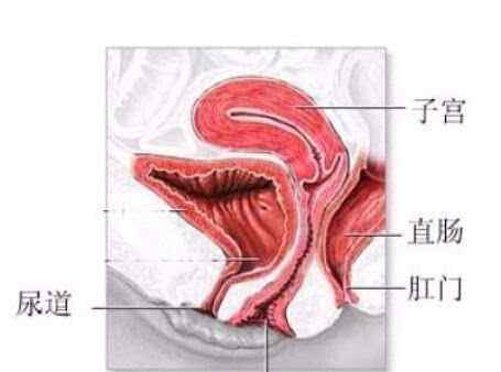 图解：女人阴道的结构是怎样的