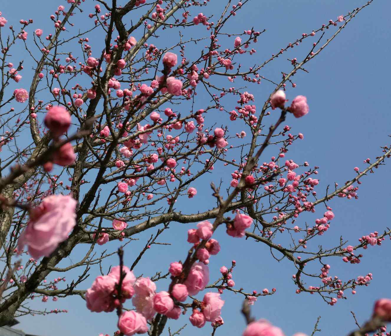 与梅花有关的诗句 历代名人与梅花的故事精选