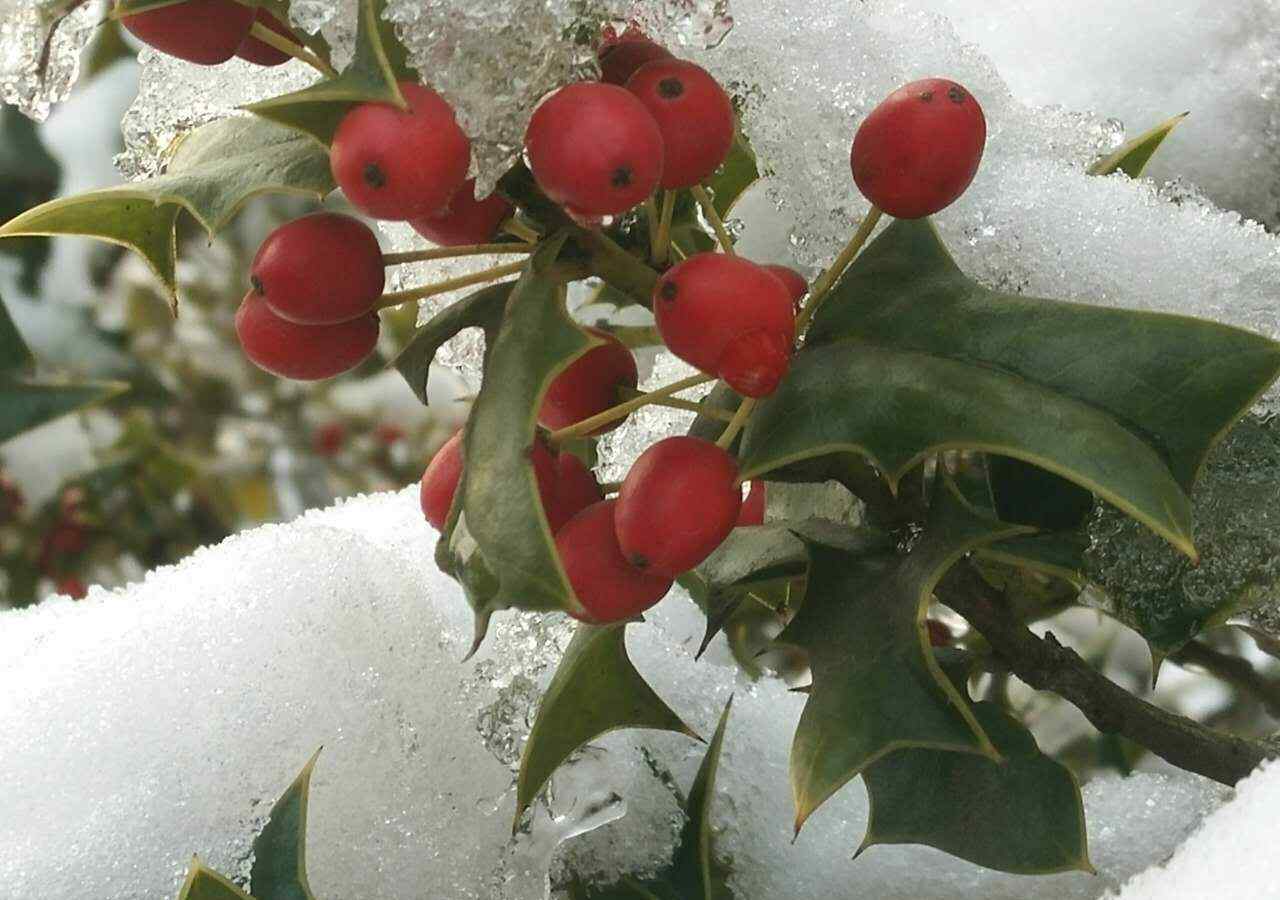 枸骨果的作用功效 雪中红果 经冬不凋的枸骨树