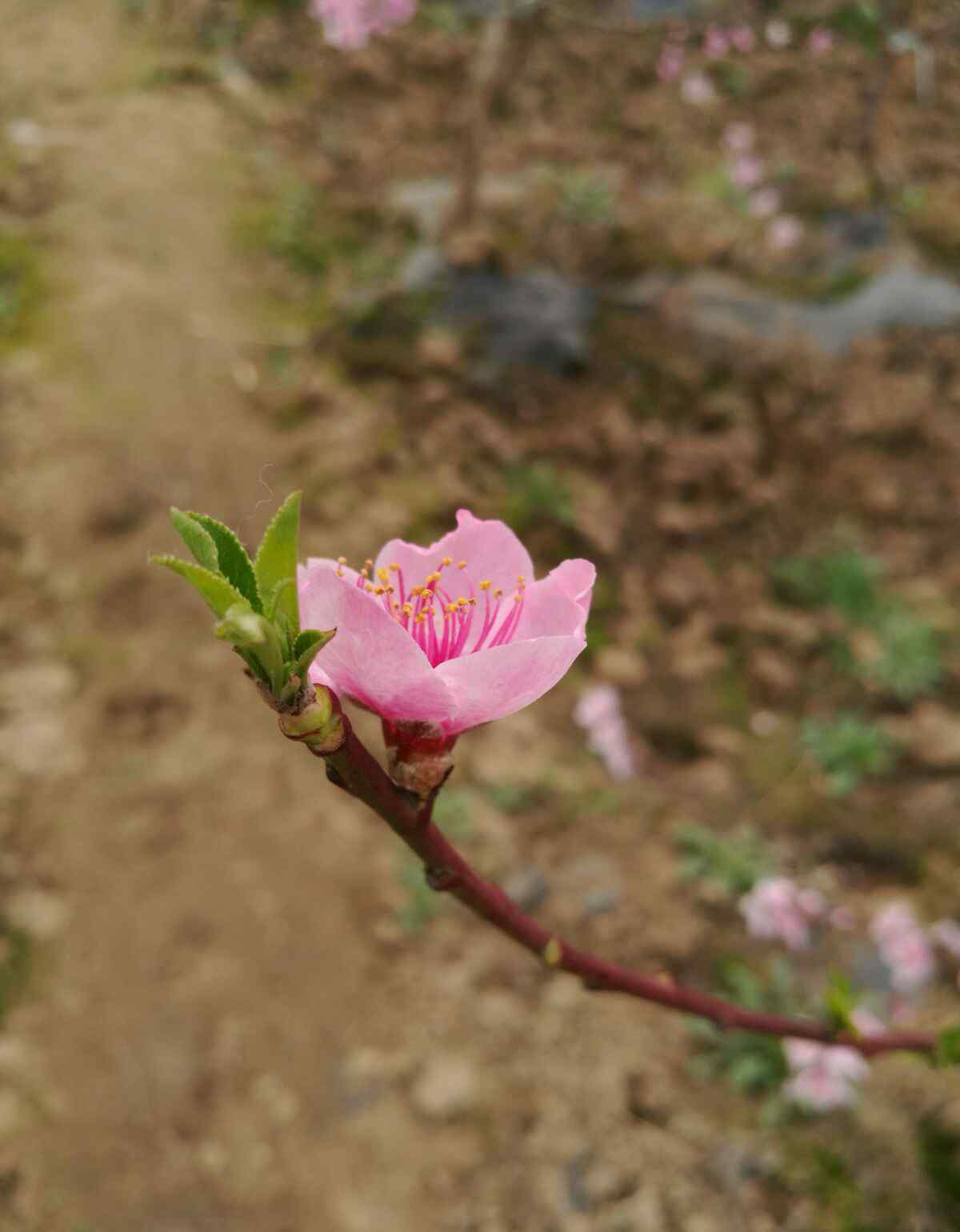 春风知我意 我知春风懂我意，你看春深花似海