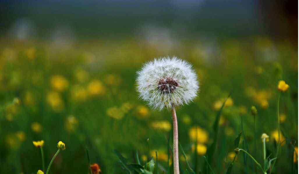 蒲公英竟然治好胃病 蒲公英甘草茶治胃病、杀幽门螺杆菌