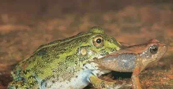 贵州一水稻田数万只出牙的小青蛙自相残杀吞噬,蛙声一片,振聋发