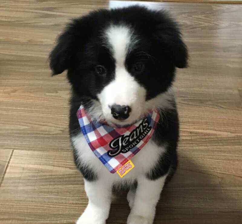 边境牧羊犬怎么养 3个月大的边牧怎么喂养