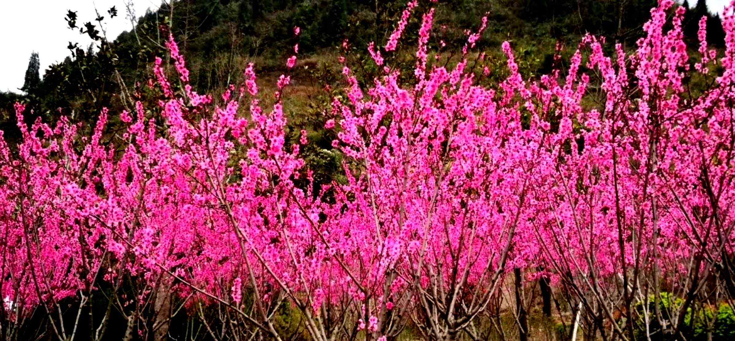 桃花韵 桃花韵