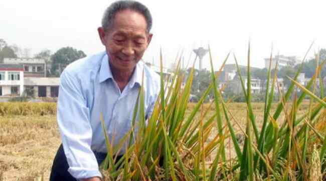 袁隆平杂交水稻 袁隆平杂交水稻的影响有哪些，袁隆平是怎样研究出杂交水稻
