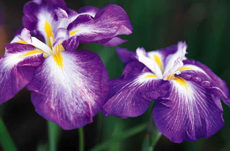 紫罗兰花语是啥