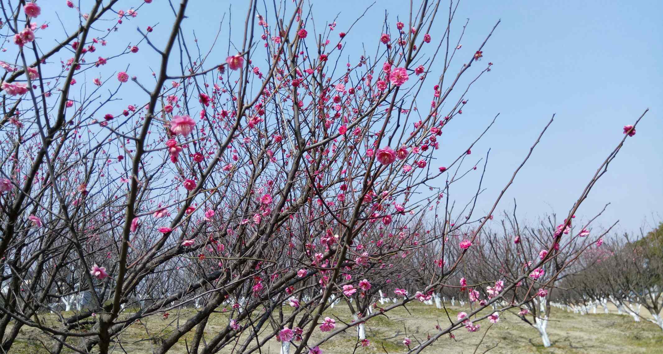 秀全公园 上海昆秀湖湿地公园一日游