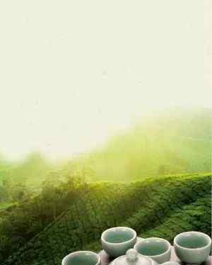 庐山云雾茶生产加工解决