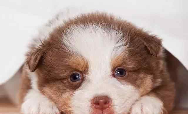 狗狗有泪痕的原因是什么?有眼泪之后应当怎么处理?