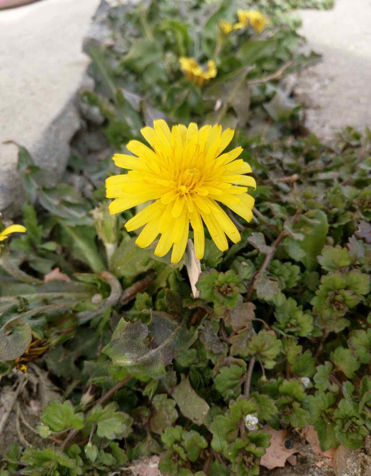 故事里的小黄花 故事里的小黄花，从出生那年就飘着……