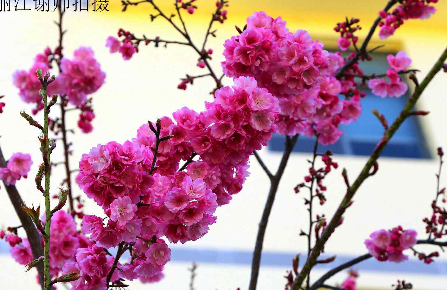 惊蛰樱花是谁 惊蛰万树发春华，难得晨闲赏樱花