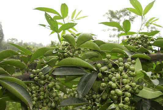 藤椒油和花椒油的区别 藤椒油的功效和营养价值