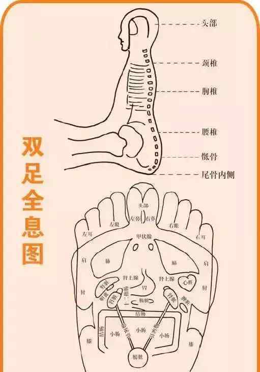 足底穴位图 眼睛的反射区及其他足底穴位图