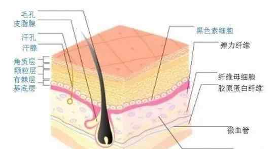 牛皮的主要表现是啥?皮下组织起什么作用?