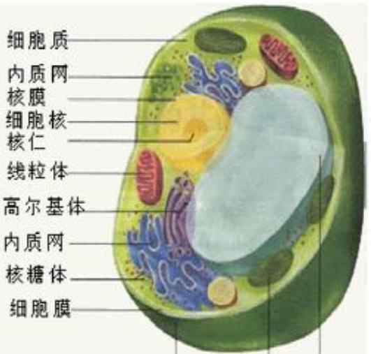 动物细胞结构图简图 动植物细胞结构图