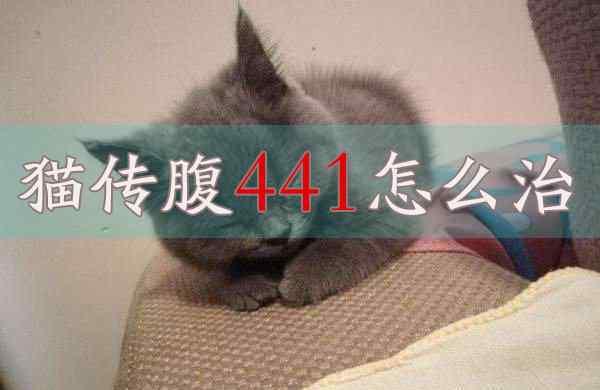 患了猫传腹猫猫的父母除开第一句问441要多少钱?