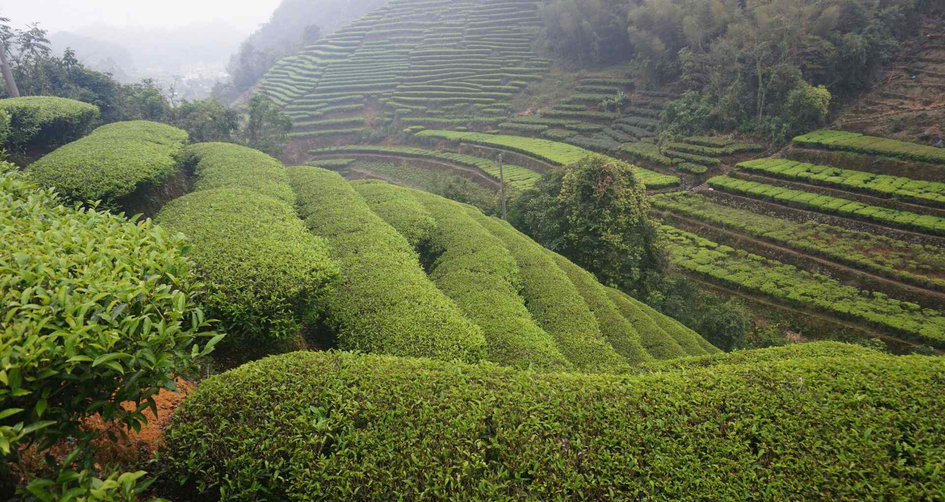 茶园春色 茶园春色