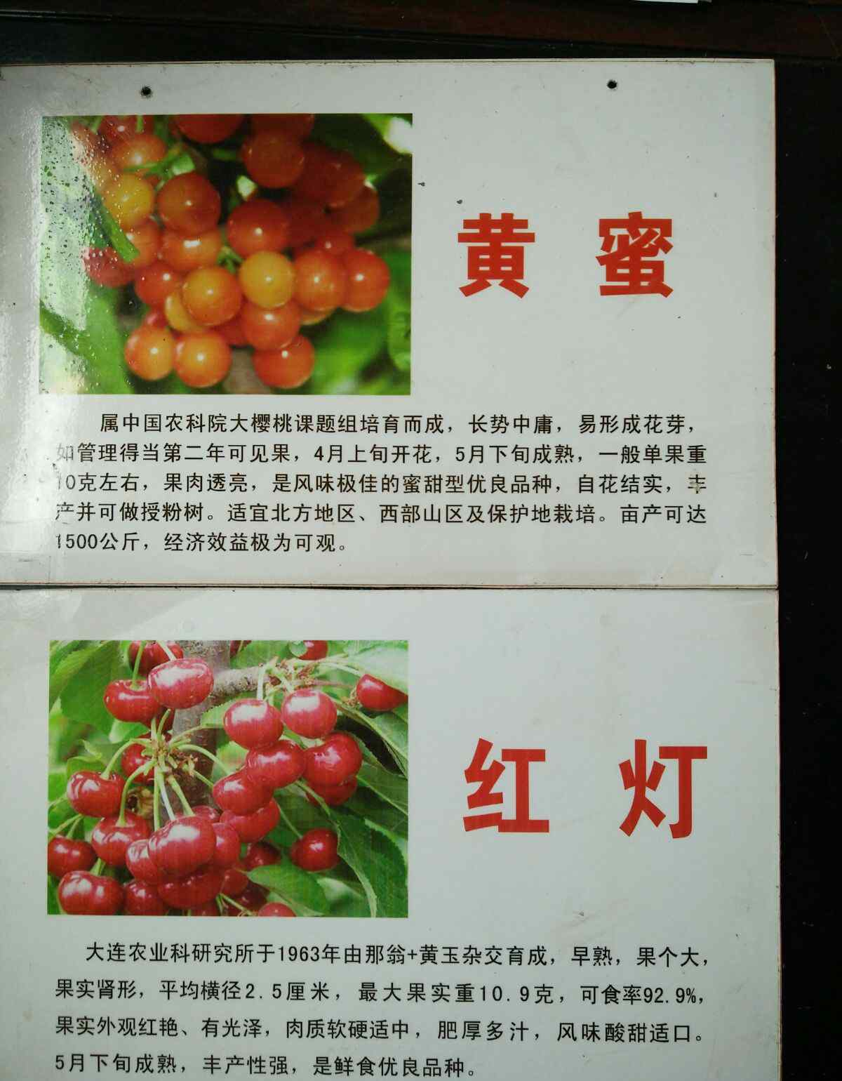 黑地瓜 倾力打造现代都市农业园区，做优做强特色品牌农产品。