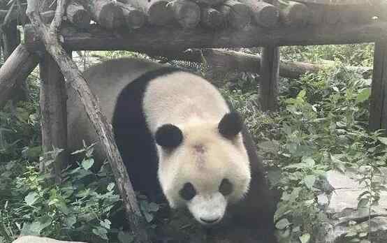 熊猫翻滚 北京网红大熊猫突然“头秃”，大熊猫也要面临脱发危机？