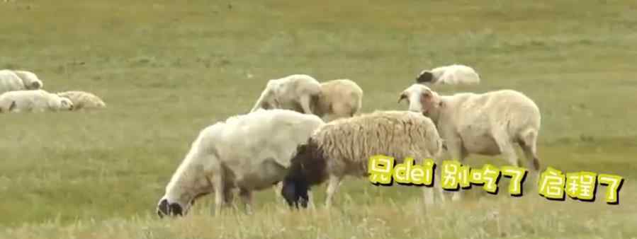 蒙古羊 蒙古国牧场实拍捐赠给中国的羊：为什么要送三万只羊？价值多少？怎么运到中国？