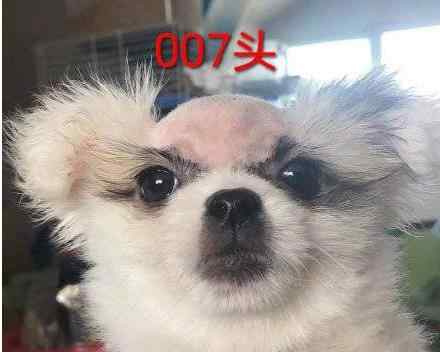 下头是什么意思 996头、985头、007头分别是什么意思，长什么样？这三个头是什么梗？