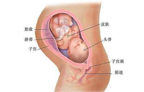 九个月的胎宝宝依然在生长发育,当月小宝宝体长重2