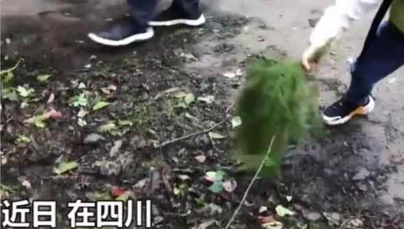 辽西是哪里 四川5岁小男孩发现恐龙足迹，如何发现的，四川恐龙之乡在哪里