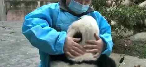 熊猫翻滚 北京网红大熊猫突然“头秃”，大熊猫也要面临脱发危机？