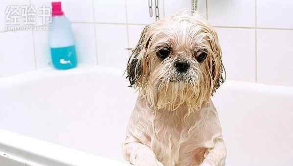 猫和狗为什么不可以用工的洗发液和沐浴乳?