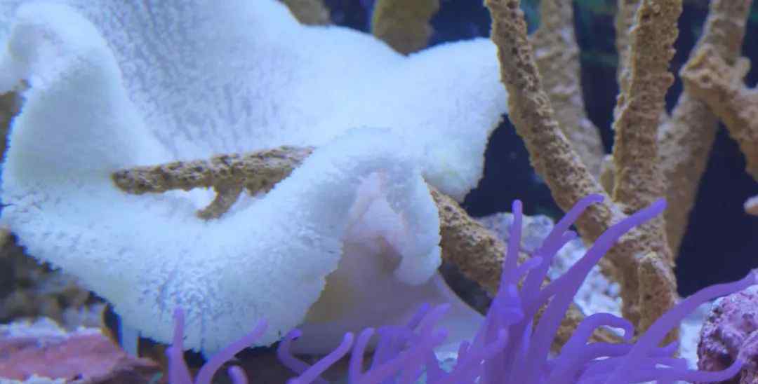 蓝倒吊 “海中花”你见过吗？国庆遛娃去这里就对了