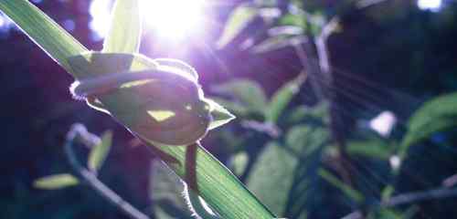 重阳节的由来简介 重阳节的由来简介_重阳节的来历故事