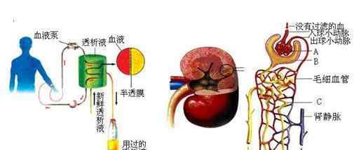 肾透析概念股 肾透析概念股龙头股有哪些，肾透析概念股股票汇总