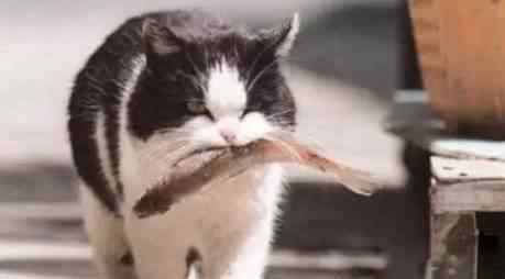 猫为什么喜欢吃鱼 猫为什么喜欢吃鱼，都是渔民惯出来的！
