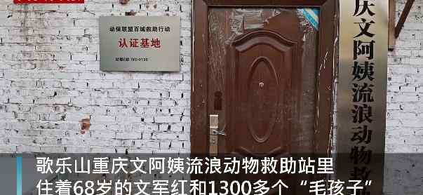 68岁老人收养了1300只流浪动物 女儿卖房支持她