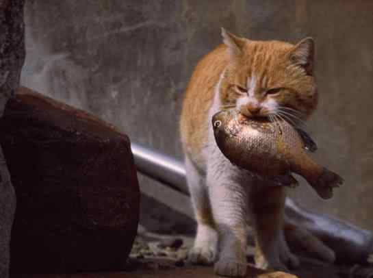 猫为什么喜欢吃鱼 猫为什么喜欢吃鱼，都是渔民惯出来的！