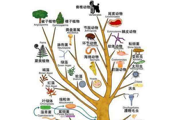 物种起源作者 《物种起源》：达尔文并没有提出社会达尔文主义