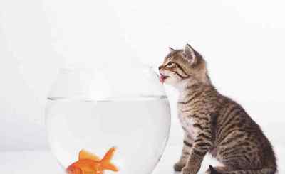 猫为什么喜欢吃鱼 猫为什么喜欢吃鱼，都是渔民惯出来的！