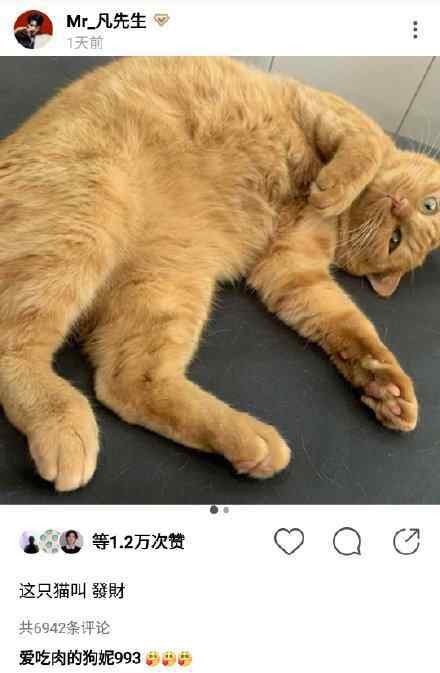 给小猫起名字 吴亦凡给猫取名发财，娱乐圈中还有不少起名鬼才呢