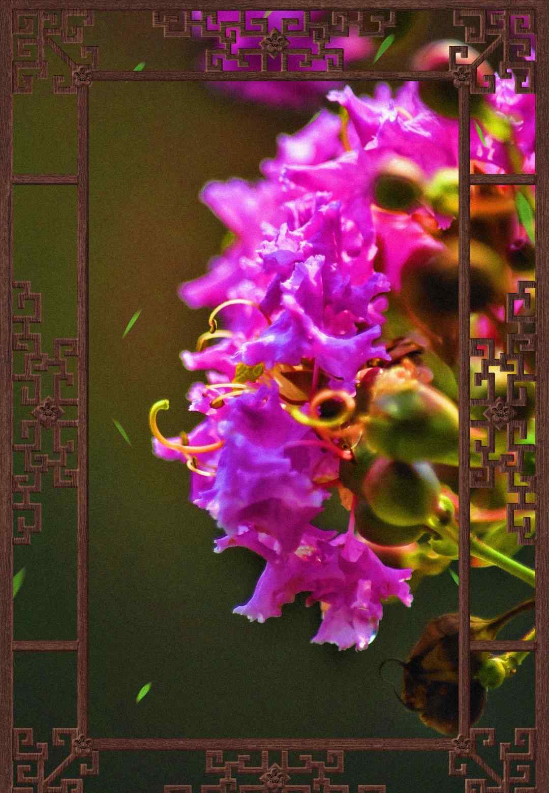 百日红简介 美丽的紫薇花