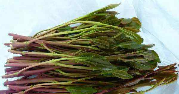 恰特草是兴奋剂 这种“茶叶”千万别碰，是一种新型毒品……