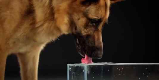 狗喝水什么内涵 狗喝水什么意思，男人模仿此动作征服女人！