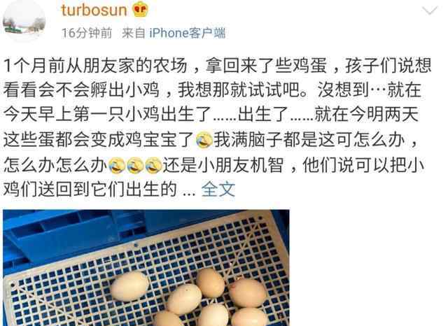 鸡蛋孵小鸡 孙俪在农场拿的鸡蛋孵出小鸡了  脑洞大开的网友隔空cue邓超令人捧腹