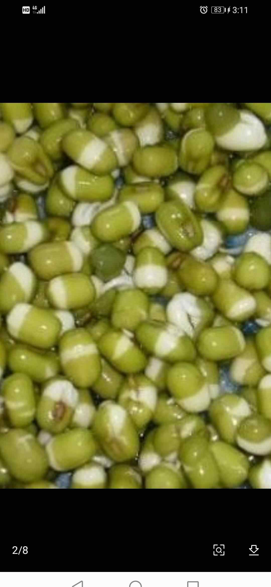 怎样生绿豆芽又粗又长 生绿豆芽