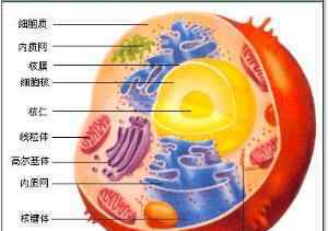 植物细胞结构图 动植物细胞结构图