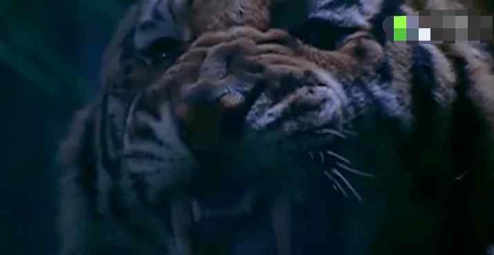 水浒传武松扮演者 演员买保险跟真老虎拍戏！1998年水浒传武松打的是真老虎！
